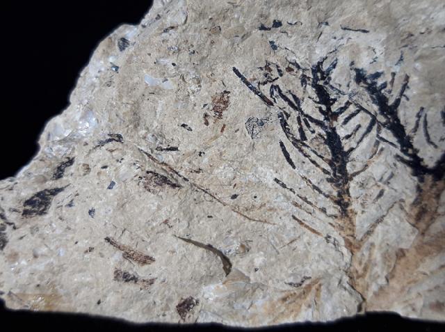 Doliostrobus taxiformis KVACEK 1971 - Bild © FossNet FossilienStore